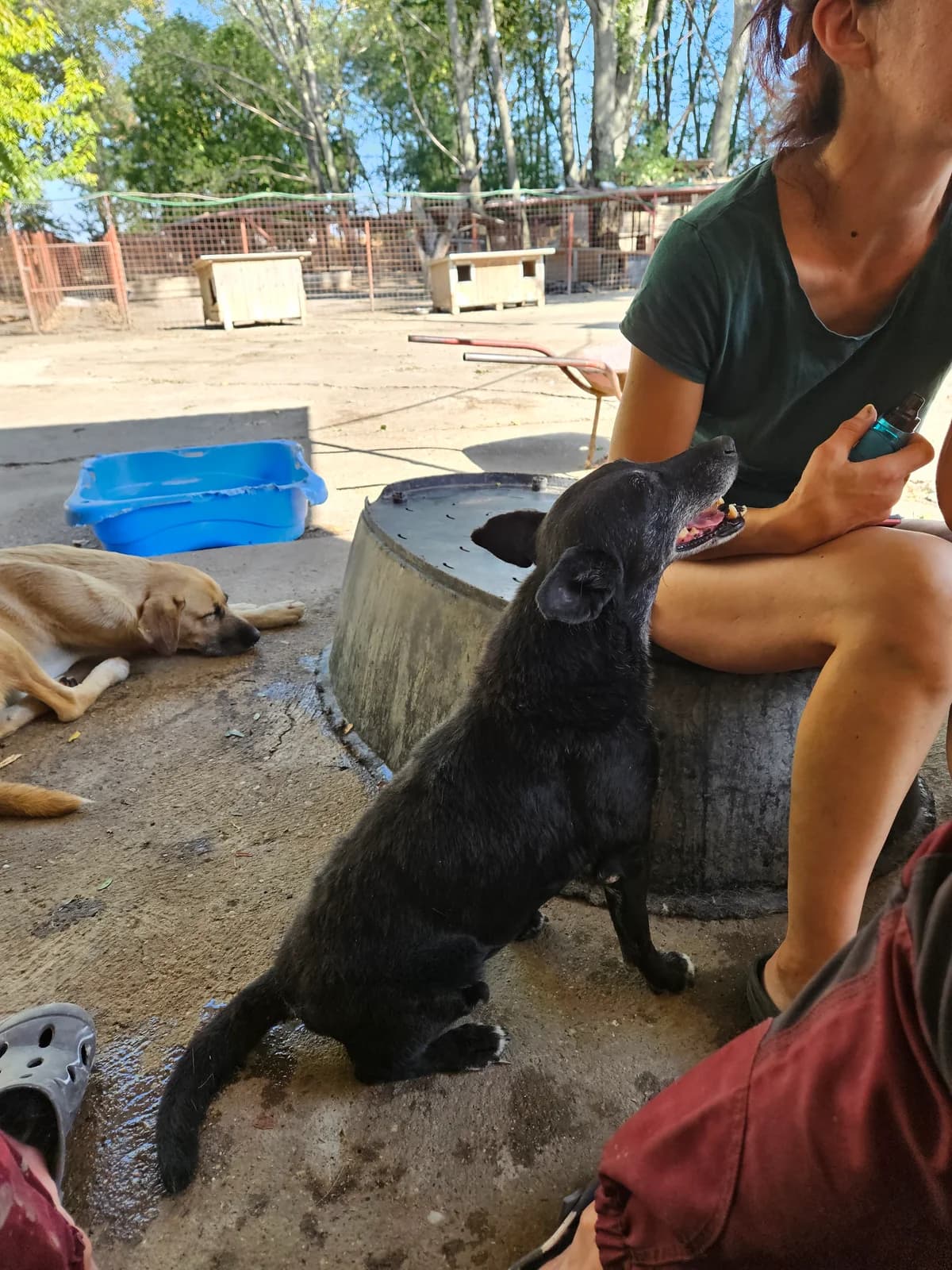 Srna,  Mixed Breed for adoption at Help For Strays e.V. - Animal Hope Riska Belgrad — photo 7 of 10