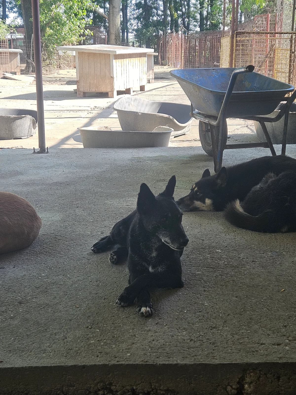 Srna,  Mixed Breed for adoption at Help For Strays e.V. - Animal Hope Riska Belgrad — photo 8 of 10