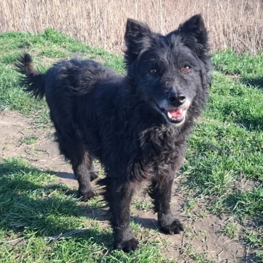 Sweety,  Mixed Breed for adoption at Help For Strays e.V. - Animal Hope Riska Belgrad