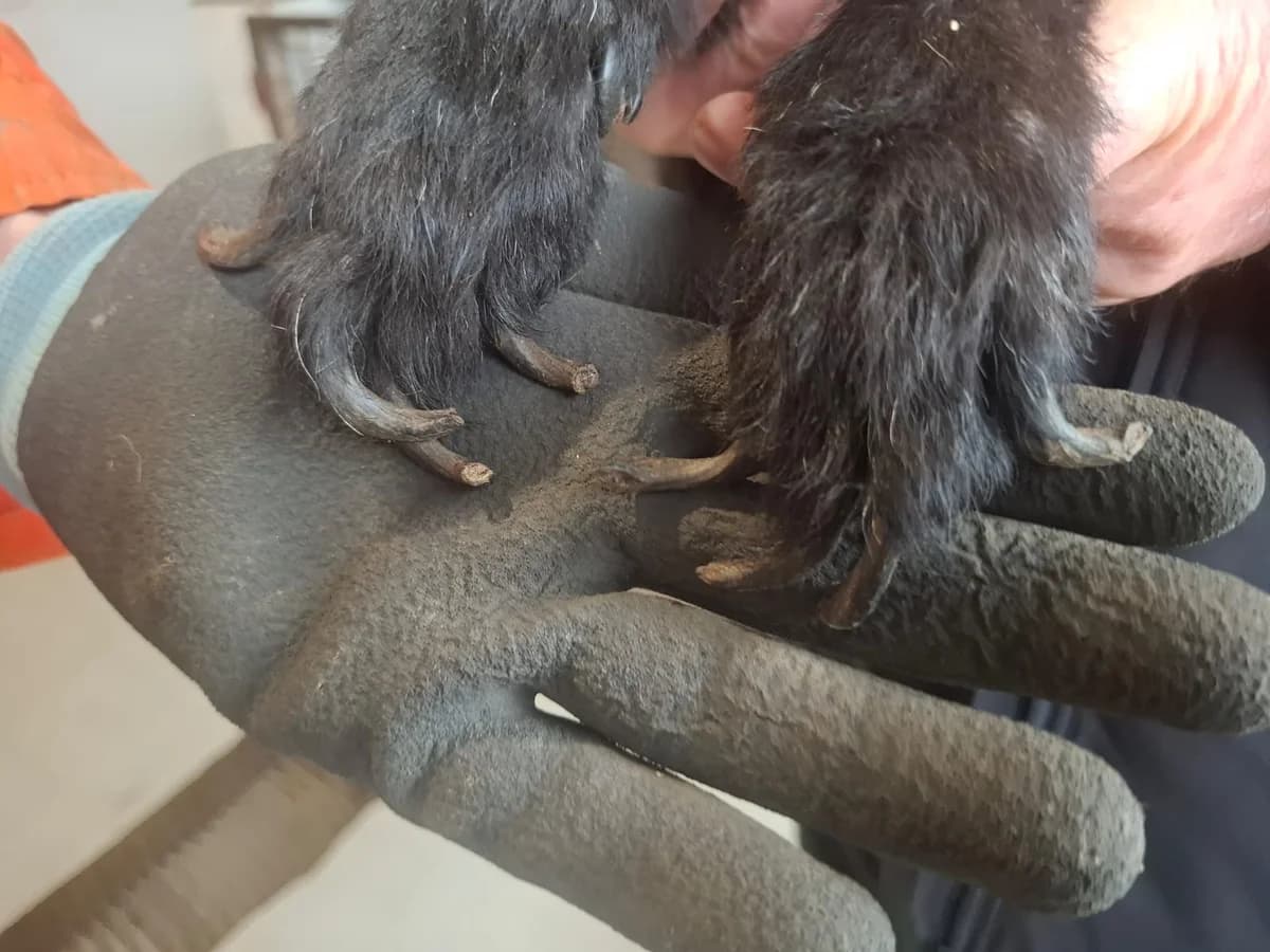 Sweety,  Mixed Breed for adoption at Help For Strays e.V. - Animal Hope Riska Belgrad — photo 2 of 10