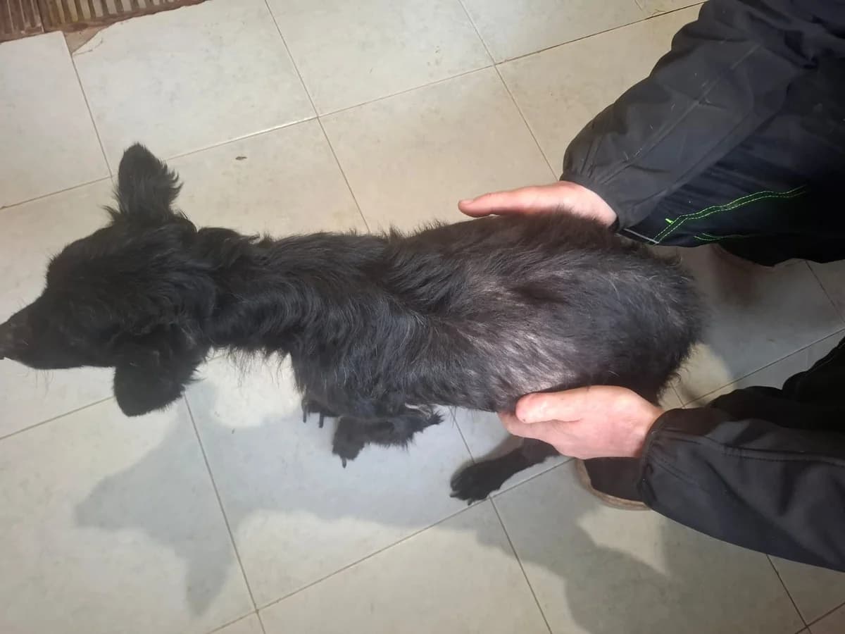 Sweety,  Mixed Breed for adoption at Help For Strays e.V. - Animal Hope Riska Belgrad — photo 3 of 10