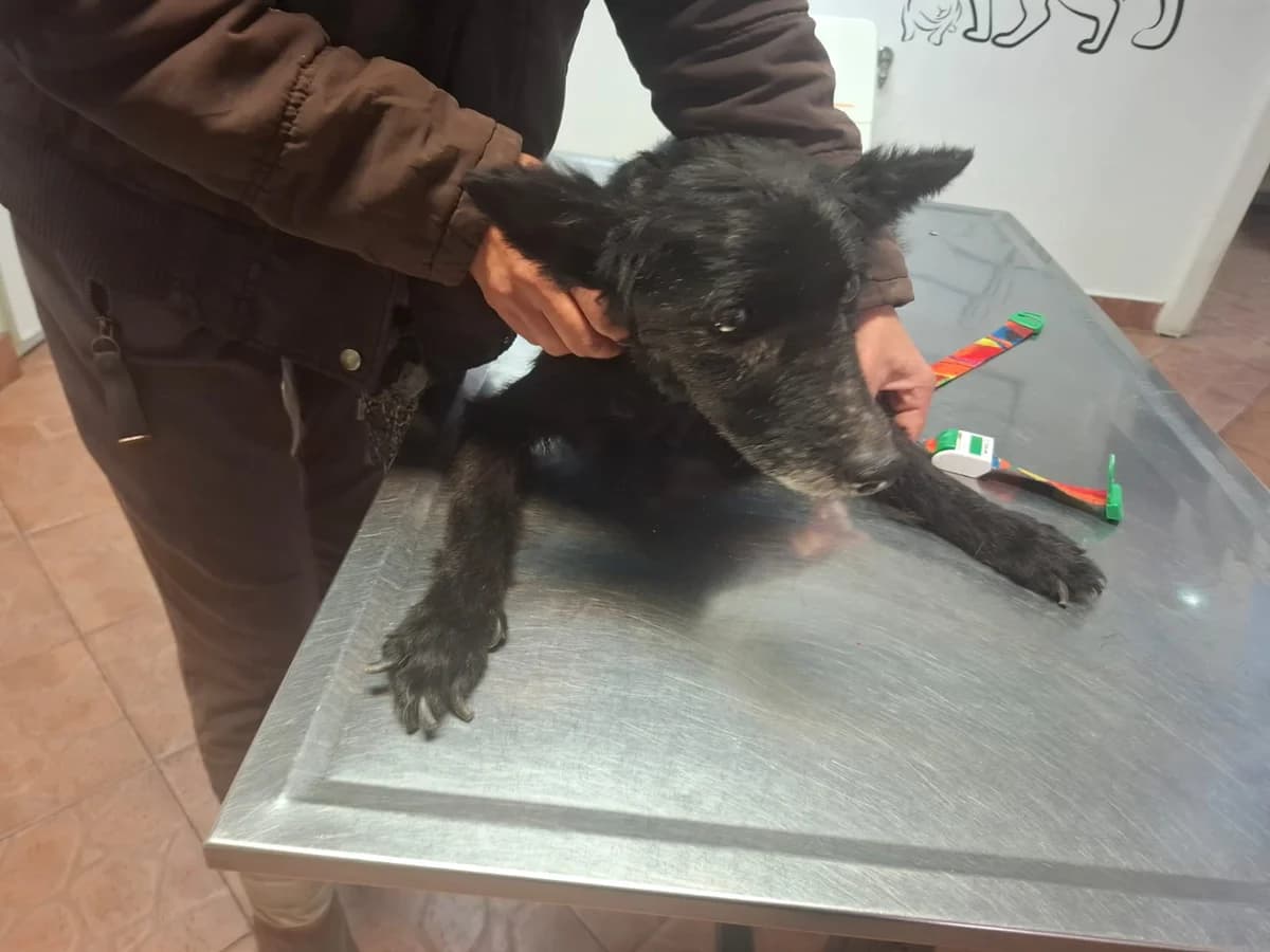 Sweety,  Mixed Breed for adoption at Help For Strays e.V. - Animal Hope Riska Belgrad — photo 4 of 10