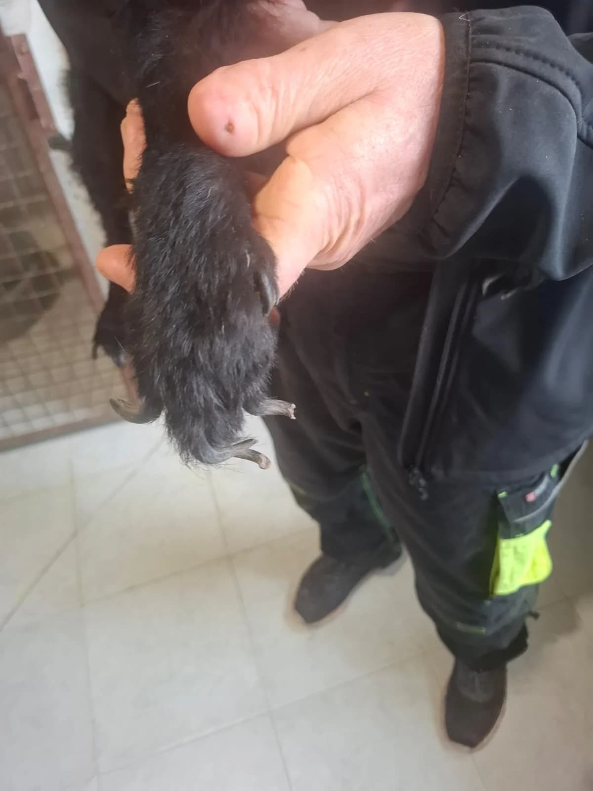 Sweety,  Mixed Breed for adoption at Help For Strays e.V. - Animal Hope Riska Belgrad — photo 5 of 10