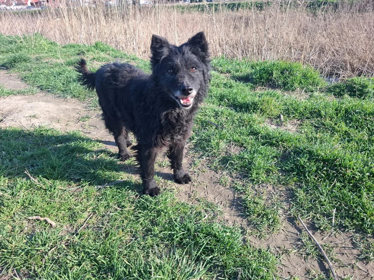 Sweety,  Mixed Breed for adoption at Help For Strays e.V. - Animal Hope Riska Belgrad — photo 6 of 10