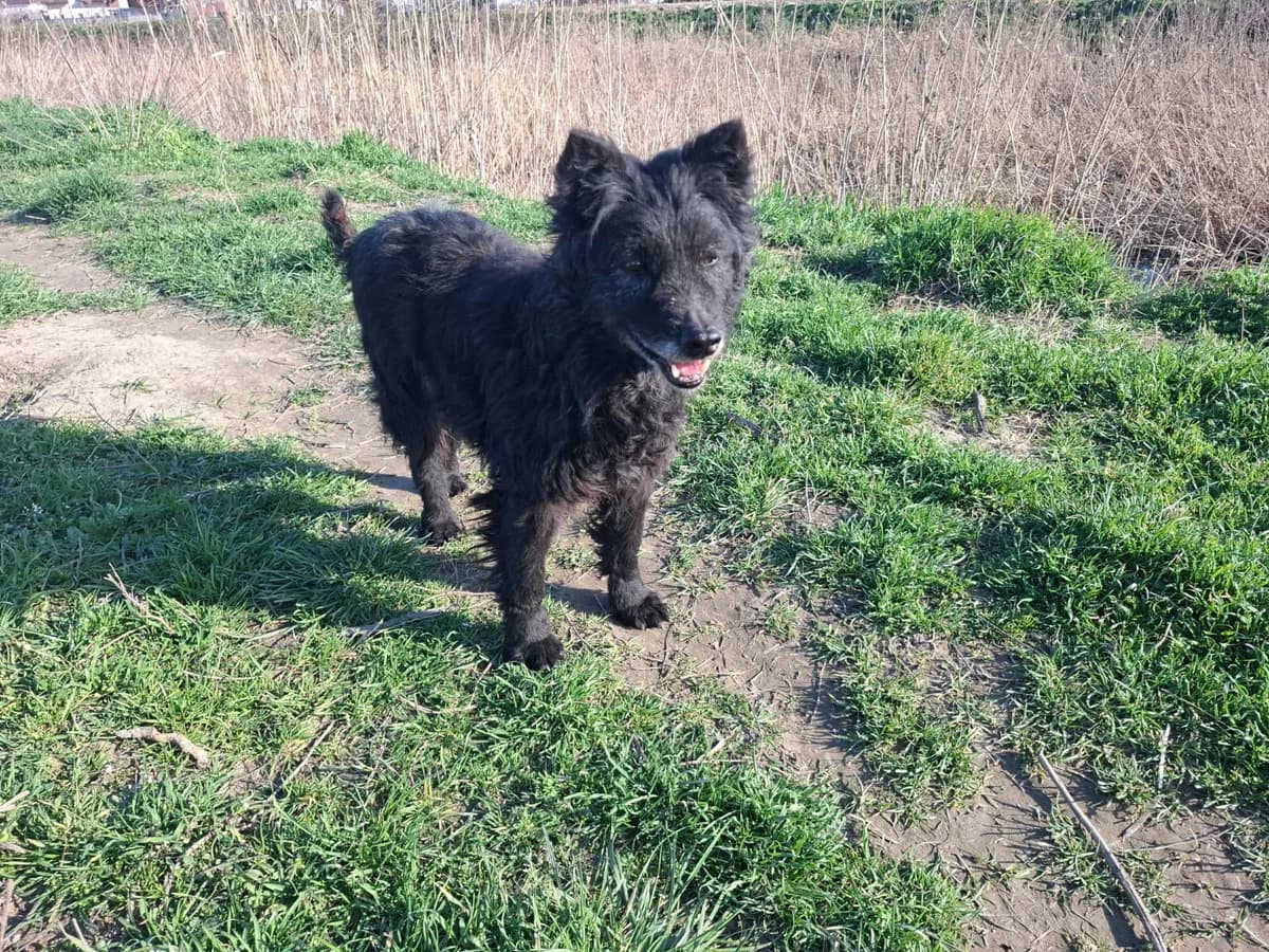 Sweety,  Mixed Breed for adoption at Help For Strays e.V. - Animal Hope Riska Belgrad — photo 7 of 10