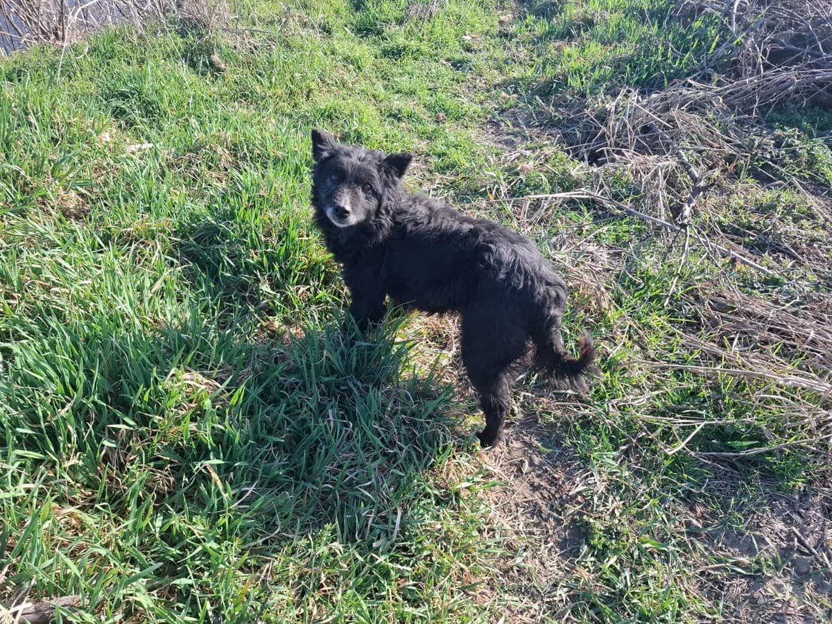 Sweety,  Mixed Breed for adoption at Help For Strays e.V. - Animal Hope Riska Belgrad — photo 8 of 10