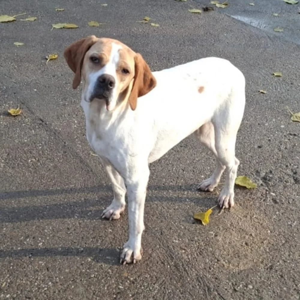 Tia,  Pointer for adoption at Help For Strays e.V. - Animal Hope Riska Belgrad, Aachen