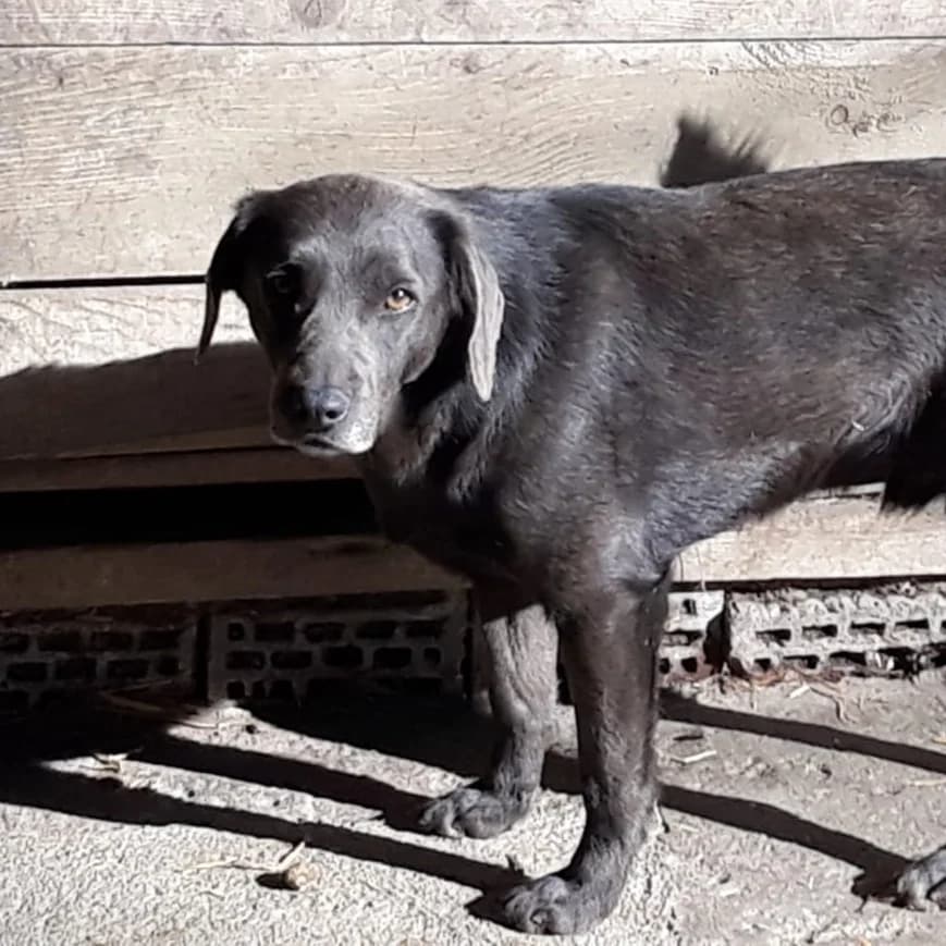 Timmy,  Mixed Breed for adoption at Help For Strays e.V. - Animal Hope Riska Belgrad