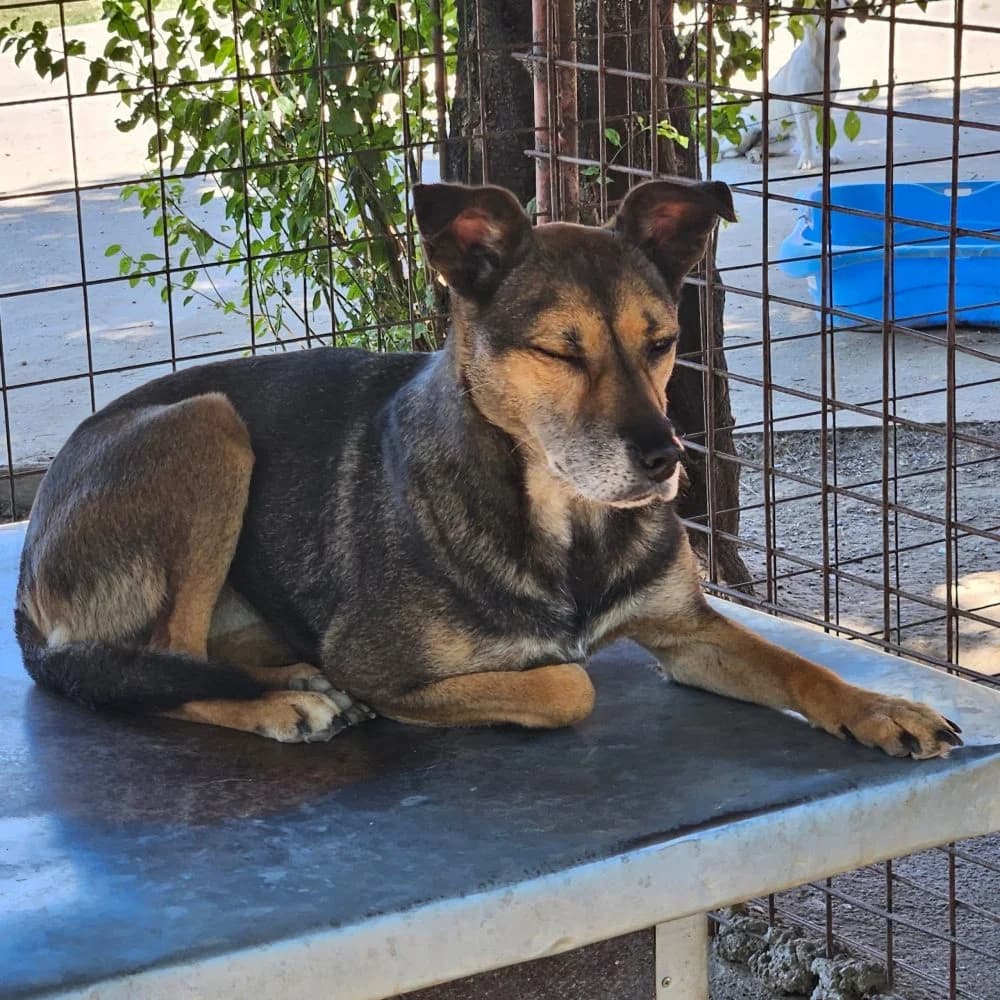Vendi,  puppy Mixed Breed for adoption at Help For Strays e.V. - Animal Hope Riska Belgrad, Aachen