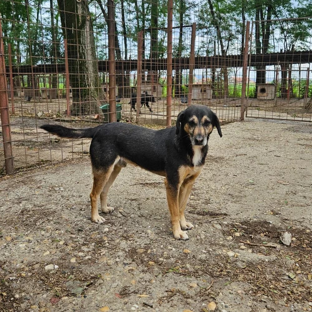 Viktor,  puppy Mixed Breed for adoption at Help For Strays e.V. - Animal Hope Riska Belgrad, Aachen