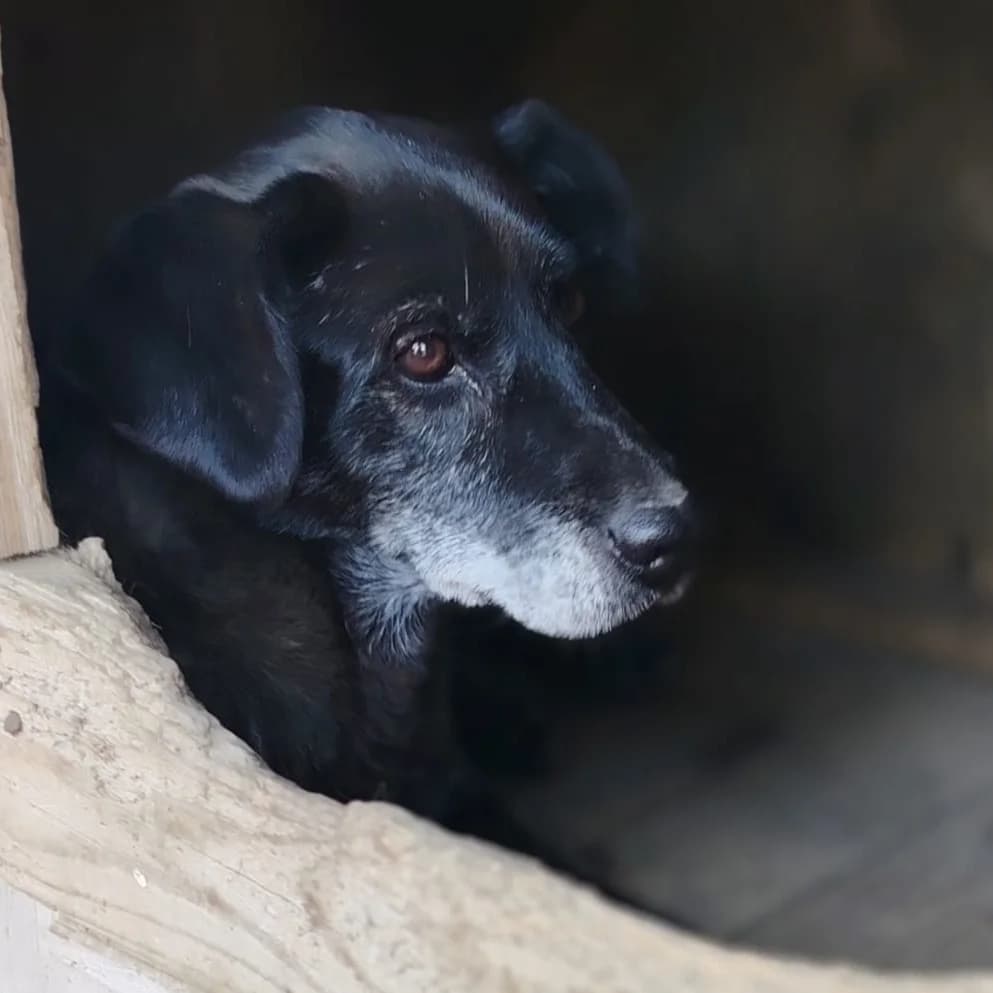 Vlaja,  Mixed Breed for adoption at Help For Strays e.V. - Animal Hope Riska Belgrad