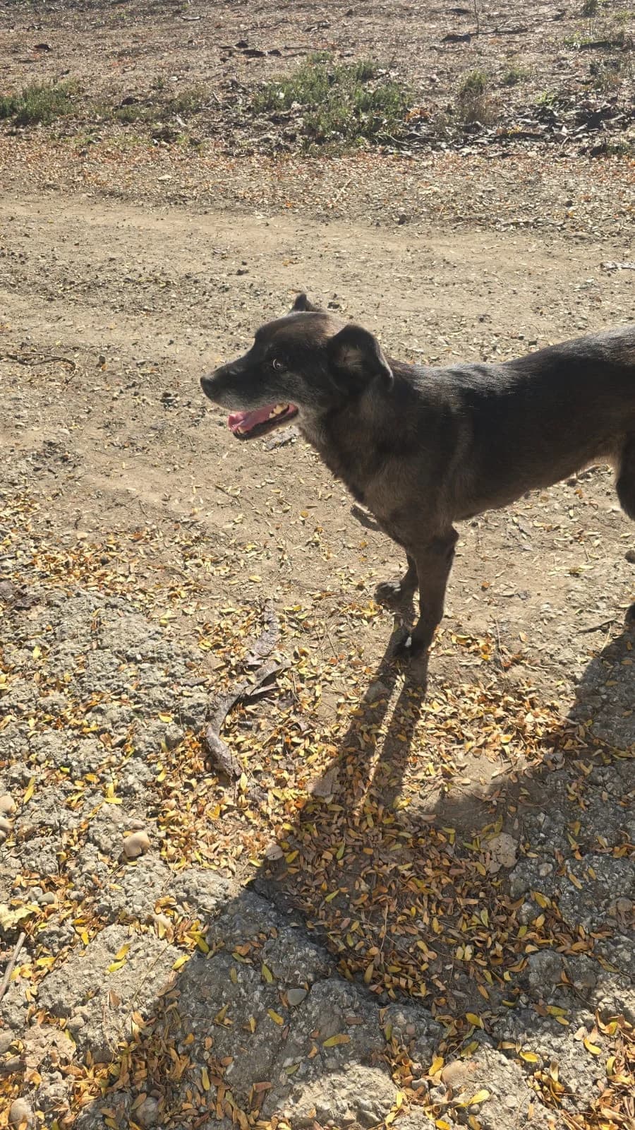 Vlaja,  Mixed Breed for adoption at Help For Strays e.V. - Animal Hope Riska Belgrad — photo 5 of 10