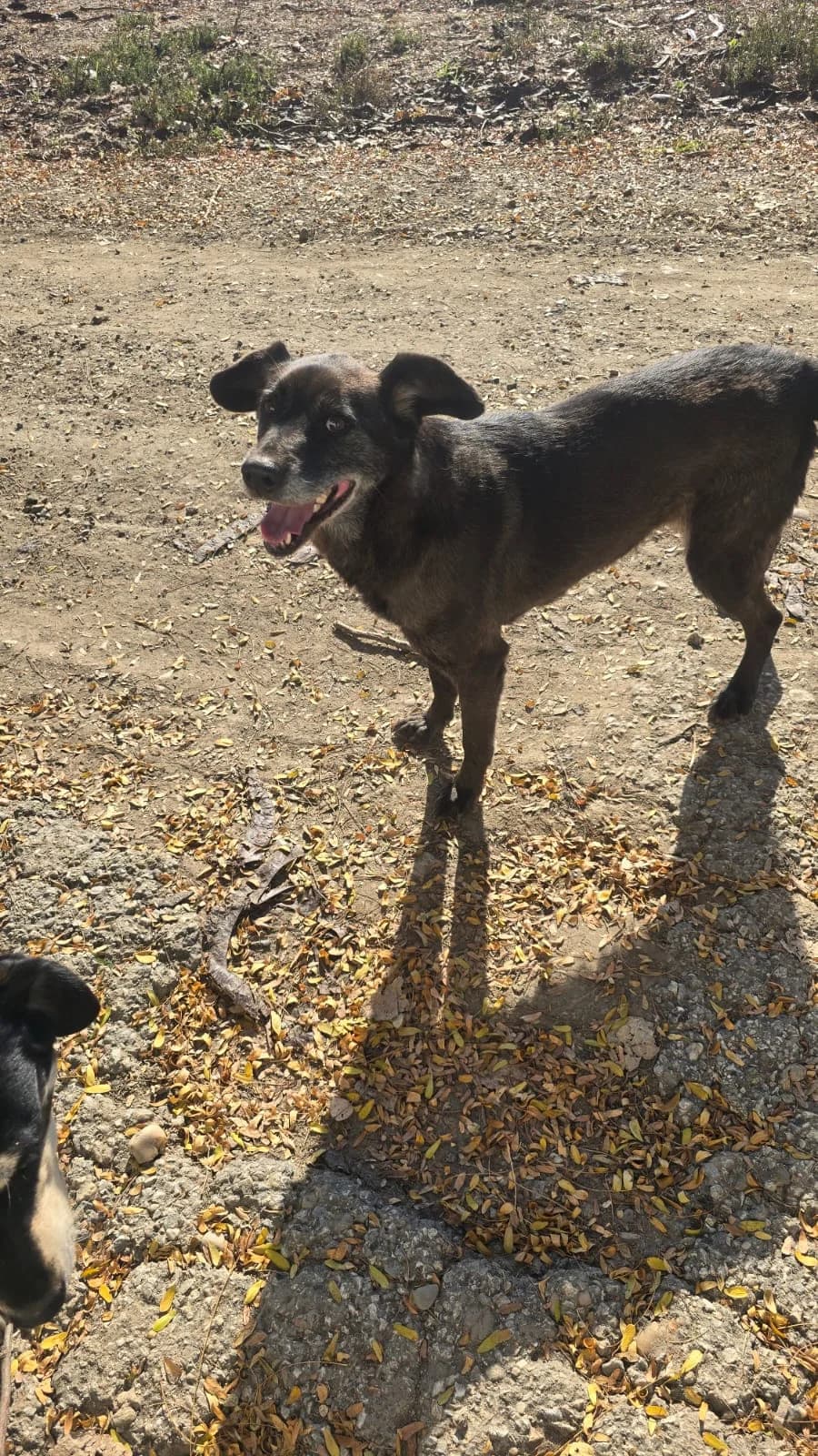 Vlaja,  Mixed Breed for adoption at Help For Strays e.V. - Animal Hope Riska Belgrad — photo 6 of 10