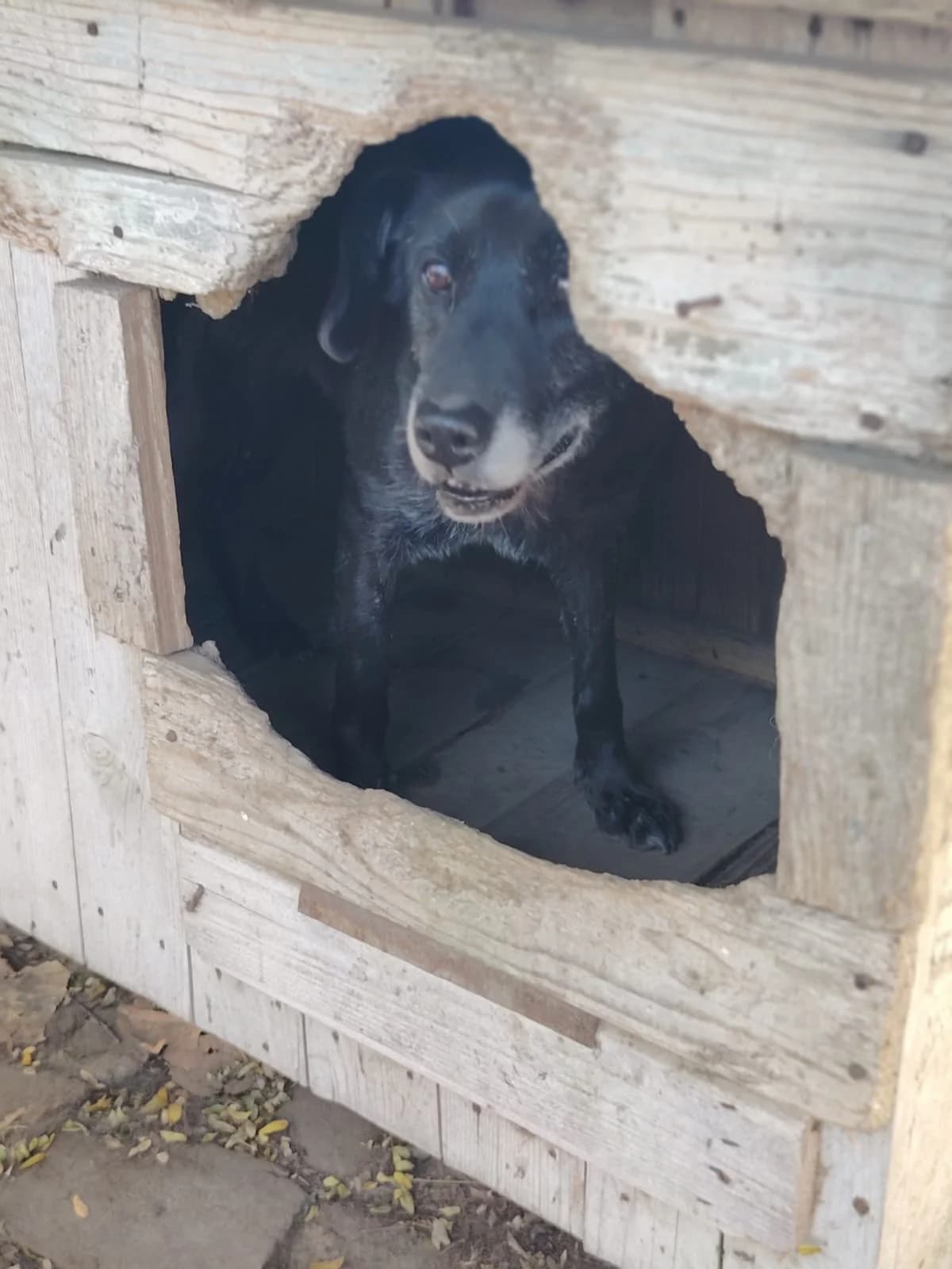Vlaja,  Mixed Breed for adoption at Help For Strays e.V. - Animal Hope Riska Belgrad — photo 7 of 10