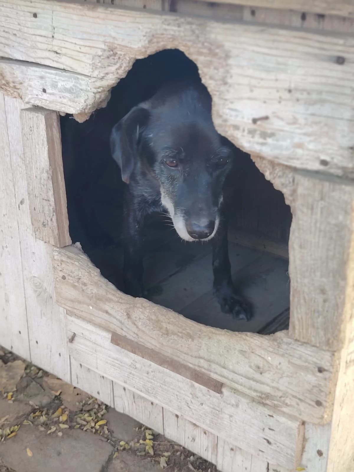Vlaja,  Mixed Breed for adoption at Help For Strays e.V. - Animal Hope Riska Belgrad — photo 8 of 10