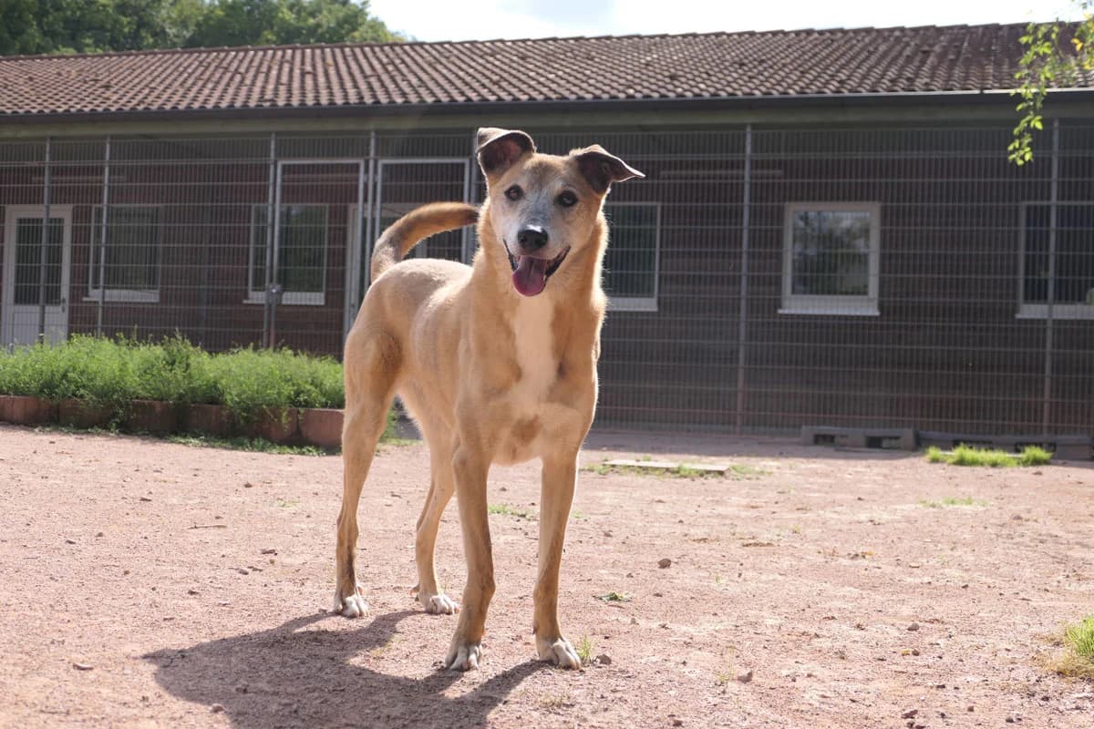 Sala, female senior Mixed Breed for adoption at HSH Herdenschutzhund Hilfe e.V., Erbes-Büdesheim