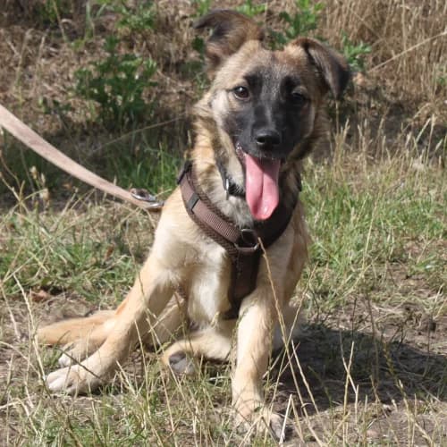 Marthe, female Mixed Breed for adoption at Herzblut-Tierschutzverein Deutschland e.V.