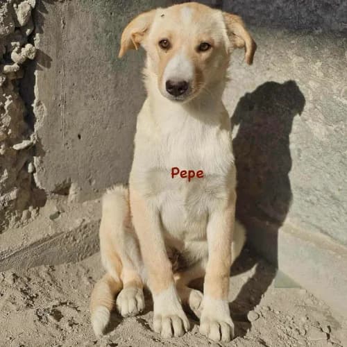 Pepe, male puppy Mixed Breed for adoption at Herzblut-Tierschutzverein Deutschland e.V., Elmshorn
