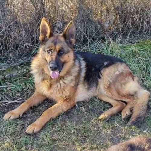 Hera, female Mixed Breed for adoption at Herzblut-Tierschutzverein Deutschland e.V.