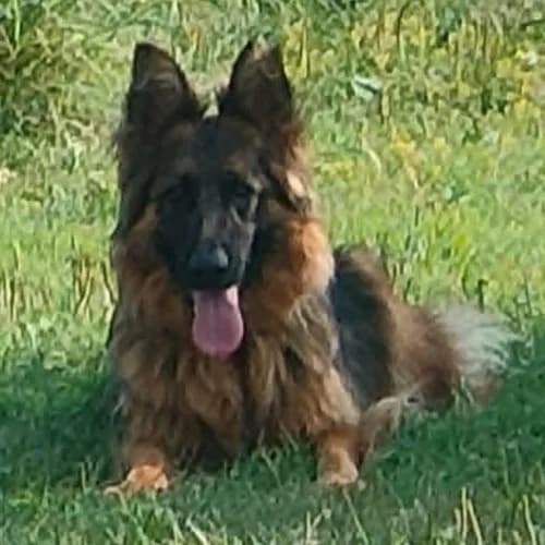 Sara, female 6yo Mixed Breed for adoption at Herzblut-Tierschutzverein Deutschland e.V., Elmshorn