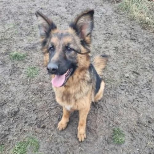 Tara, female 6yo Mixed Breed for adoption at Herzblut-Tierschutzverein Deutschland e.V., Elmshorn