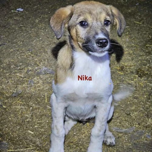Nika, female puppy Mixed Breed for adoption at Herzblut-Tierschutzverein Deutschland e.V., Elmshorn