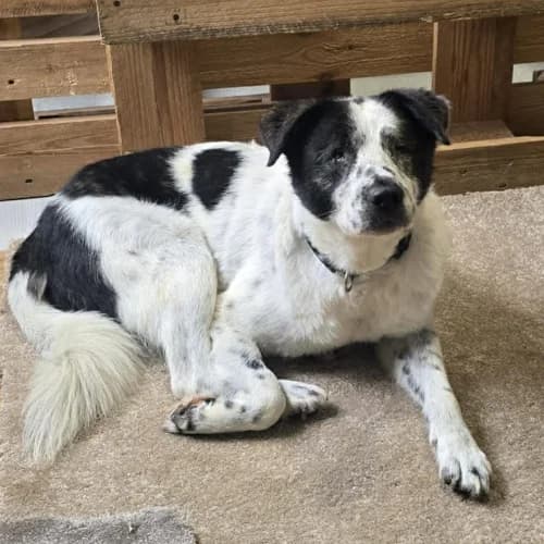 Sven, male 3yo Mixed Breed for adoption at Herzblut-Tierschutzverein Deutschland e.V., Elmshorn