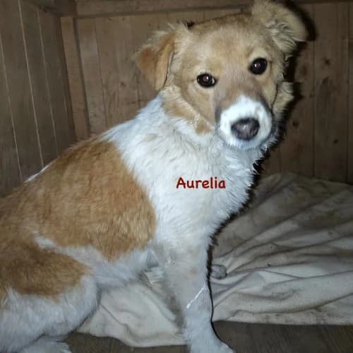 Aurelia, female puppy Mixed Breed for adoption at Herzblut-Tierschutzverein Deutschland e.V., Elmshorn