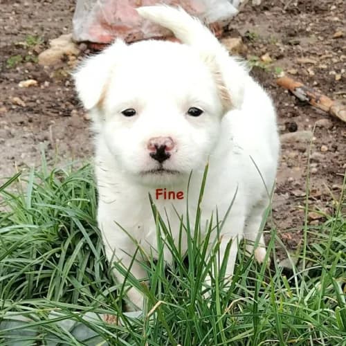 Fine, female puppy Mixed Breed for adoption at Herzblut-Tierschutzverein Deutschland e.V., Elmshorn