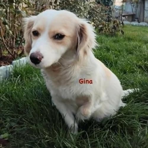 Gina, female Mixed Breed for adoption at Herzblut-Tierschutzverein Deutschland e.V.