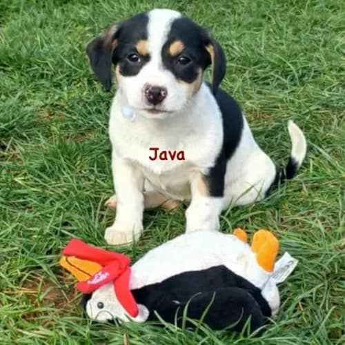 Java, female Mixed Breed for adoption at Herzblut-Tierschutzverein Deutschland e.V.