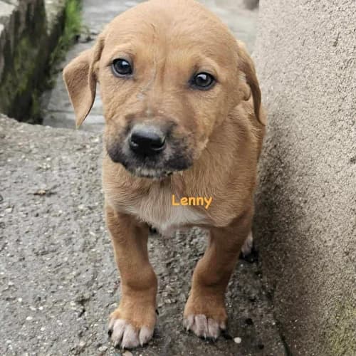 Lenny, male Mixed Breed for adoption at Herzblut-Tierschutzverein Deutschland e.V.