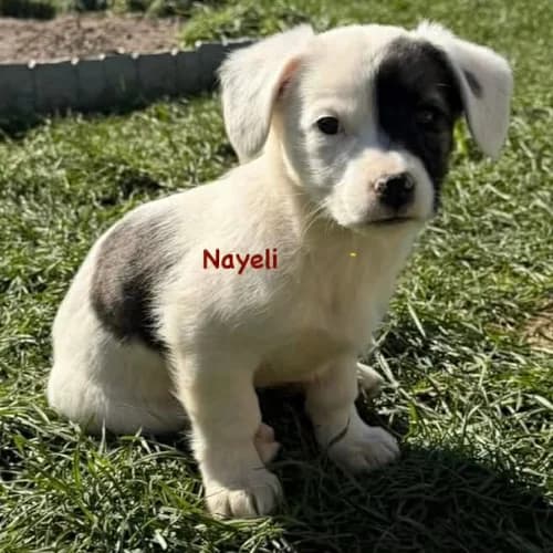 Nayeli, female puppy Mixed Breed for adoption at Herzblut-Tierschutzverein Deutschland e.V., Elmshorn