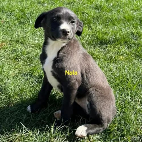 Nola, female Mixed Breed for adoption at Herzblut-Tierschutzverein Deutschland e.V.