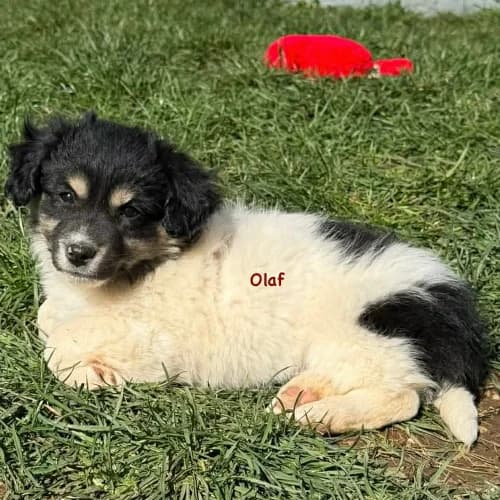 Olaf, male Mixed Breed for adoption at Herzblut-Tierschutzverein Deutschland e.V.