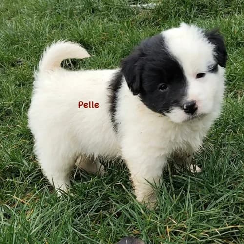 Pelle, male puppy Mixed Breed for adoption at Herzblut-Tierschutzverein Deutschland e.V., Elmshorn
