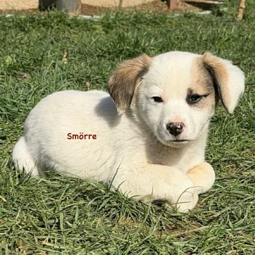 Smörre, male Mixed Breed for adoption at Herzblut-Tierschutzverein Deutschland e.V.