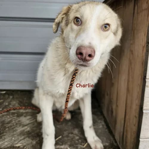 Charlie, male puppy Mixed Breed for adoption at Herzblut-Tierschutzverein Deutschland e.V., Elmshorn