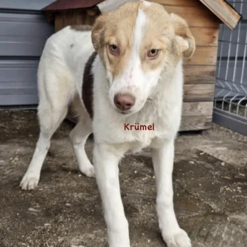 Krümel, male puppy Mixed Breed for adoption at Herzblut-Tierschutzverein Deutschland e.V., Elmshorn