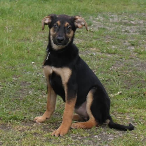 Riva, female puppy Mixed Breed for adoption at Herzblut-Tierschutzverein Deutschland e.V., Elmshorn