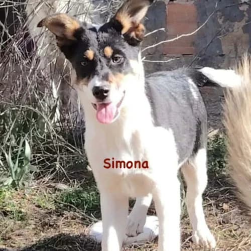 Simona, female puppy Mixed Breed for adoption at Herzblut-Tierschutzverein Deutschland e.V., Elmshorn