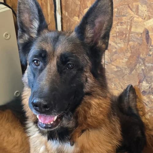 Yalta, female 6yo Mixed Breed for adoption at Herzblut-Tierschutzverein Deutschland e.V., Elmshorn