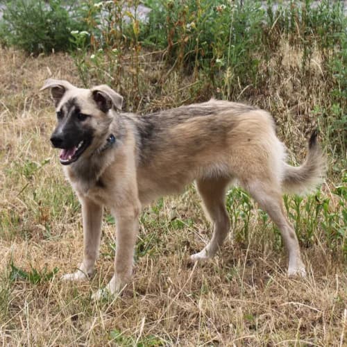 Bea, female puppy Mixed Breed for adoption at Herzblut-Tierschutzverein Deutschland e.V., Elmshorn