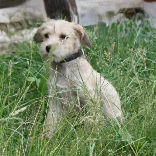Daisy, female puppy Mixed Breed for adoption at Herzblut-Tierschutzverein Deutschland e.V., Elmshorn