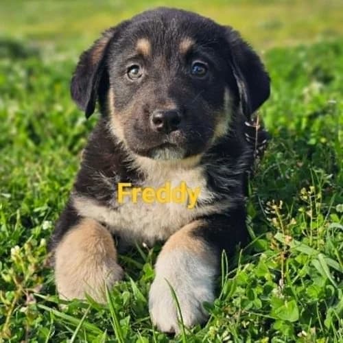 Freddy, male puppy Mixed Breed for adoption at Herzblut-Tierschutzverein Deutschland e.V., Elmshorn
