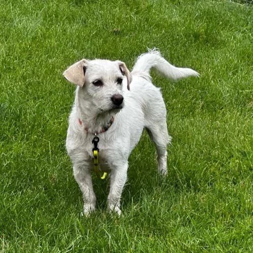 Jane, female young Mixed Breed for adoption at Herzblut-Tierschutzverein Deutschland e.V., Elmshorn