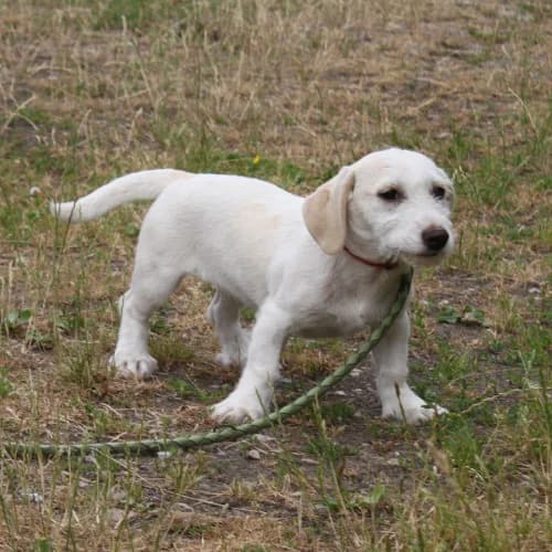 Luna, female puppy Mixed Breed for adoption at Herzblut-Tierschutzverein Deutschland e.V., Elmshorn