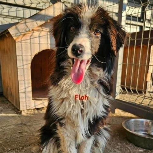 Floh, male young Mixed Breed for adoption at Herzblut-Tierschutzverein Deutschland e.V., Elmshorn