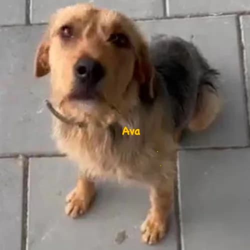 Ava, female young Mixed Breed for adoption at Herzblut-Tierschutzverein Deutschland e.V., Elmshorn