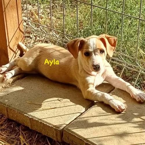 Ayla, female puppy Mixed Breed for adoption at Herzblut-Tierschutzverein Deutschland e.V., Elmshorn